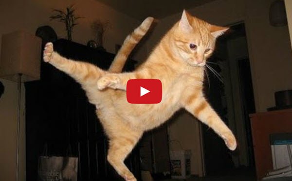 חתולים_למדו_לקפוץ