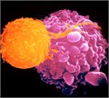 תרופות כימותרפיות מסוגלות להגביר להיווצרותו של גידול סרטני