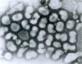 וירוס שפעת הקטלני בעולם