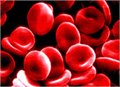 חוקרים הצליחו ליצור כלי דם חדשים