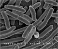 כמה חיידקים יכולים בני אדם לשאת על עצמם?