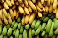 דברים שלא ידעתם על בננות