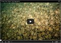 כמות אדירה של סרטני ים