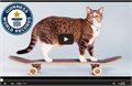 חתול פעלולן על סקייטבורד שיא גינס 2016