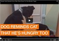 כלב מבקש מהחתול להשאיר לו קצת אוכל