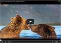 דובים בדייט רומנטי