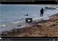 כלב רודף במים אחרי כריש נמר