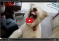 איך לגרום לכלב שלכם לצחוק!
